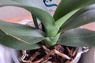 Kako oživiti skoraj umrlo orhidejo?