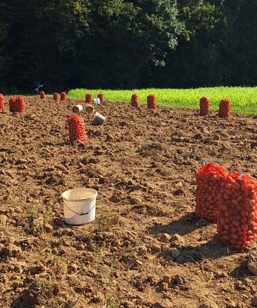 Zakaj prav “krompirjeve počitnice”? Teden ima svojo zgodbo – in seže daleč nazaj