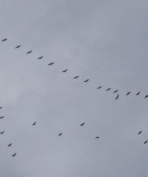 Ptice žerjavi – popotniki nad Slovenijo, ki jih (glasno) slišimo