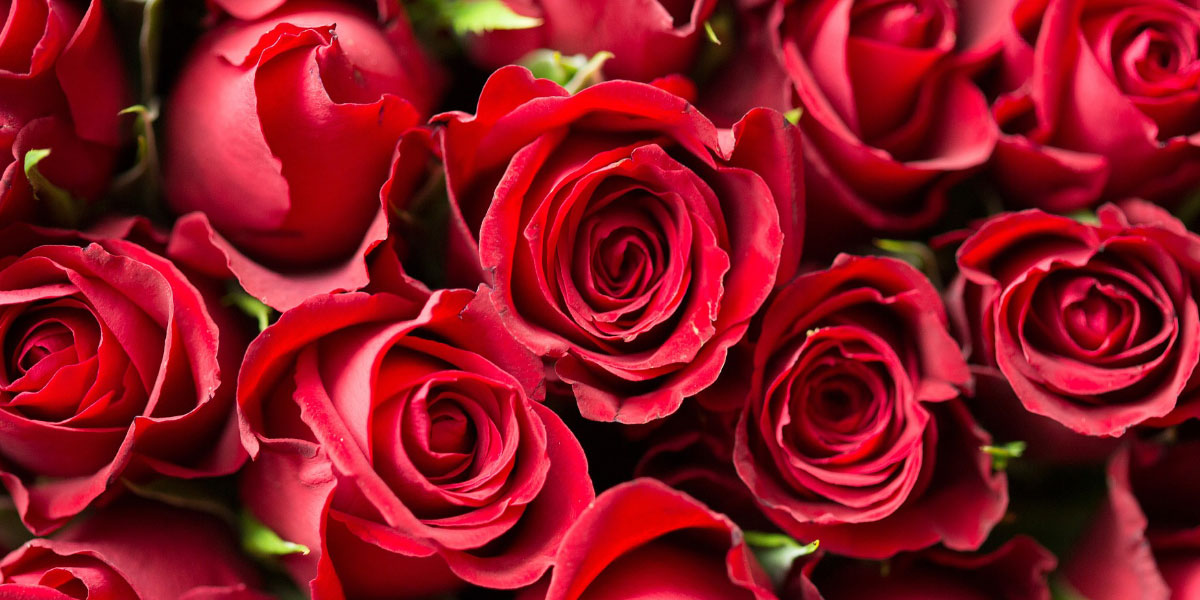 Šopek rdečih vrtnic