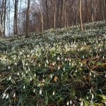 Zvončki kot znanilci pomladi