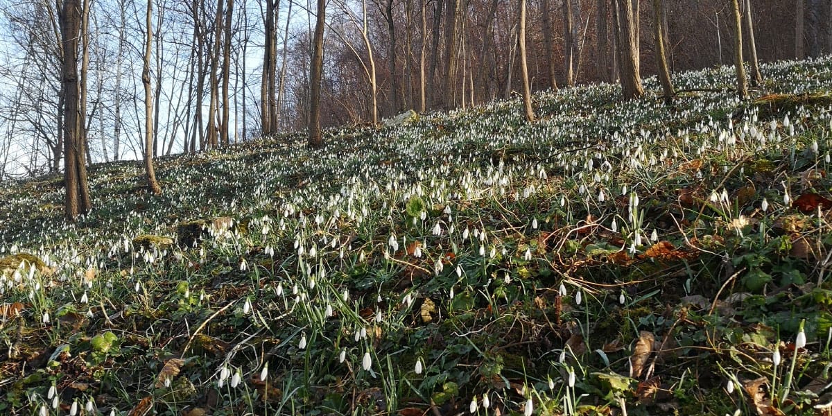 Zvončki kot znanilci pomladi