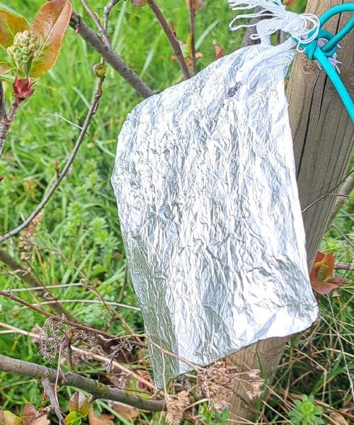Ste vedeli, da sadjarji v sadovnjake postavljajo alu folijo? Odgovor je zelo preprost