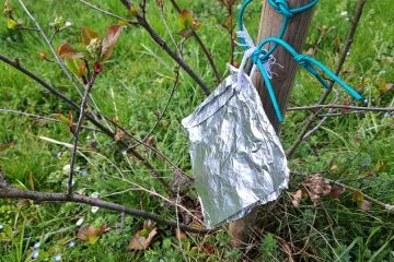 Zakaj vrtičkarji obešajo aluminijasto folijo med rastline
