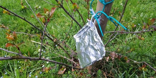 Zakaj vrtičkarji obešajo aluminijasto folijo med rastline