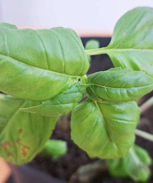 Pesto iz domače bazilike: Zelena omaka, ki poveže tradicijo in sodobno kuhinjo