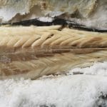 Brancin v soli, brez kože