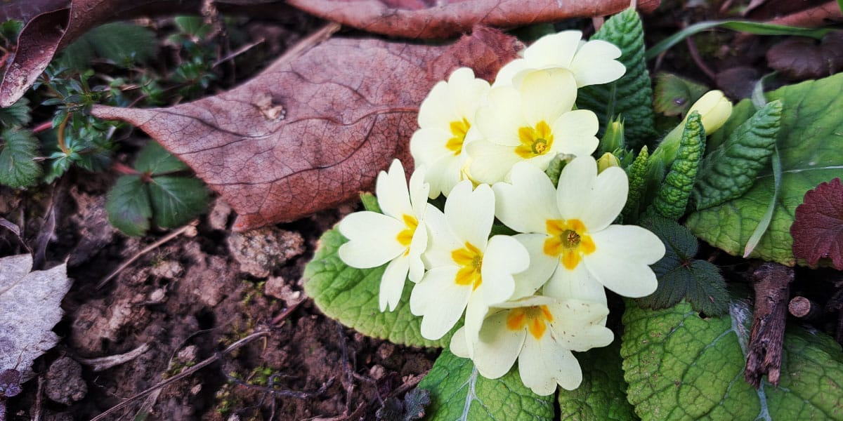 Trobentice v sadovnjaku