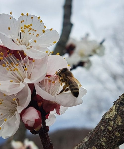 To rastlino posadite pri ograji – čebele jo obožujejo