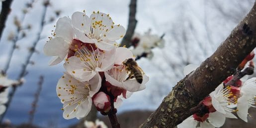 Zakaj se čebele poleti množično zbirajo okoli vode? Razlog ni samo žeja