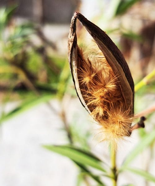 Kdaj oleander premakniti iz kleti? Ključni nasveti za uspešno prezimitev in pomladno prebujanje
