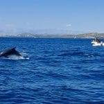 Delfini pri Murterju