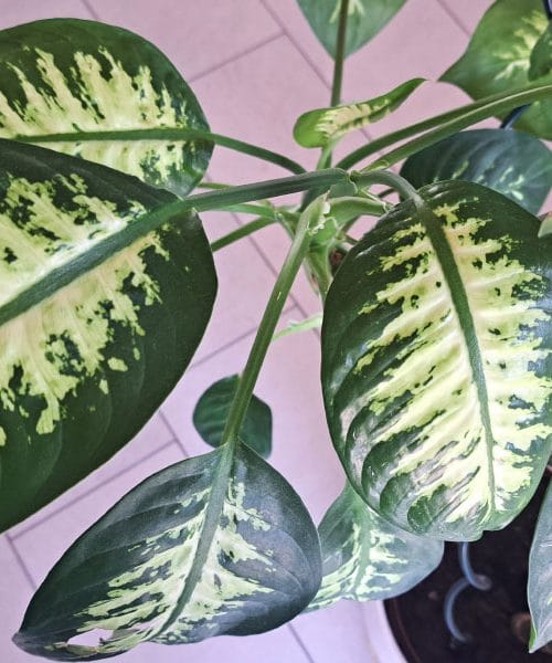 Difenbahija, ta čudovita, a nevarna kraljica sobnih rastlin