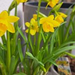 Narcise na domačem vrtu