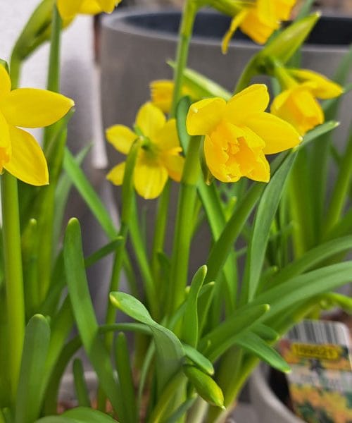 Zakaj narcise ne cvetijo, čeprav imajo vse pogoje