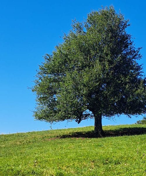 Buda o ljubezni