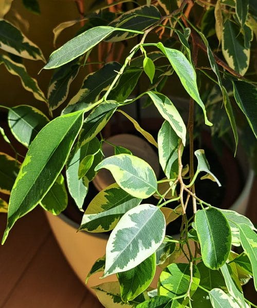 Fikus benjamin: Zeleni kralj dnevne sobe, ki ne odpušča napak