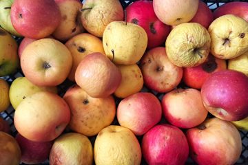 Kako shraniti jabolka, da ostanejo sveža več tednov?