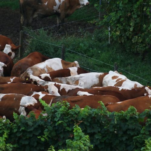 V Sloveniji prvič potrdili nov virus pri govedu, okužene živali na Savinjskem