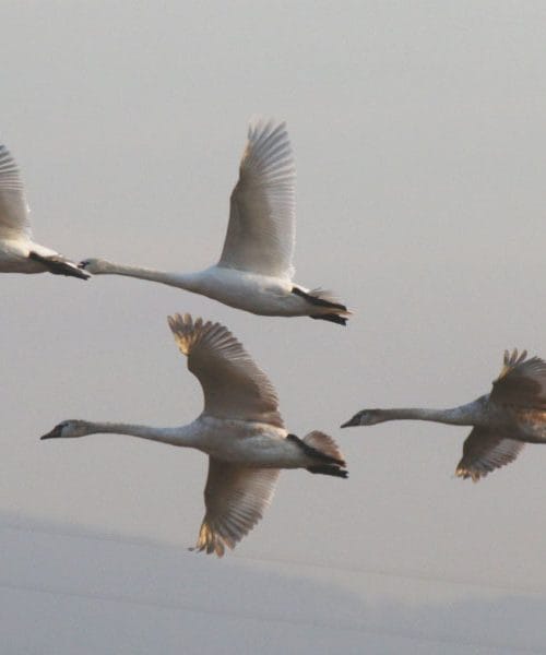 Kje v Sloveniji srečamo največ labodov? Presenetljiva dejstva o teh veličastnih pticah