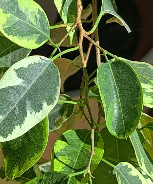 Če sobna rastlina začne rjaveti na konicah, je razlog običajno enostaven