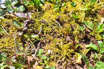 Kako uničiti mah v travi? To so naravne rešitve za zdravo zelenico