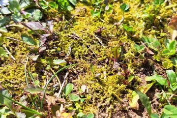 Kako uničiti mah v travi? To so naravne rešitve za zdravo zelenico