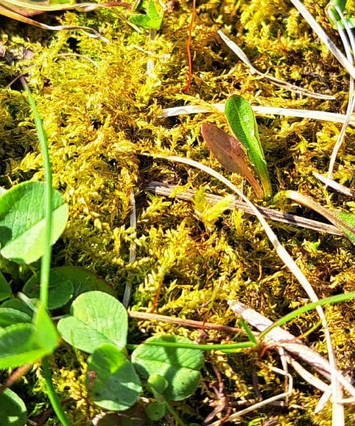 Naravne metode za obvladovanje plevela brez kemikalij