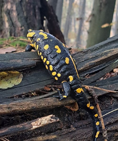 Če močerad hodi gor po hribu, se bo vreme spremenilo? Resnica ali mit?