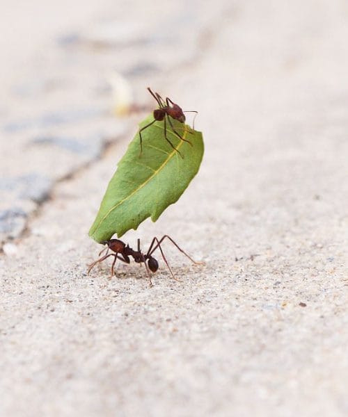 Ta vonj v stanovanju pogosto pomeni, da se mravlje že vračajo