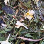 Regrat in trobentice