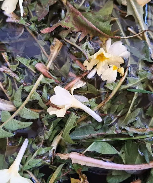 Ste vedeli, da so nekatere rože užitne? Te cvetove lahko uporabite tudi v kuhinji