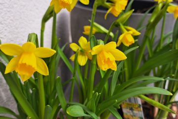 Zakaj je prav zdaj pravi čas, da posadite narcise za pomladno veselje?