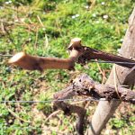 Obrezovanje vinske trte