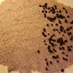 Potica, rozine da ali ne