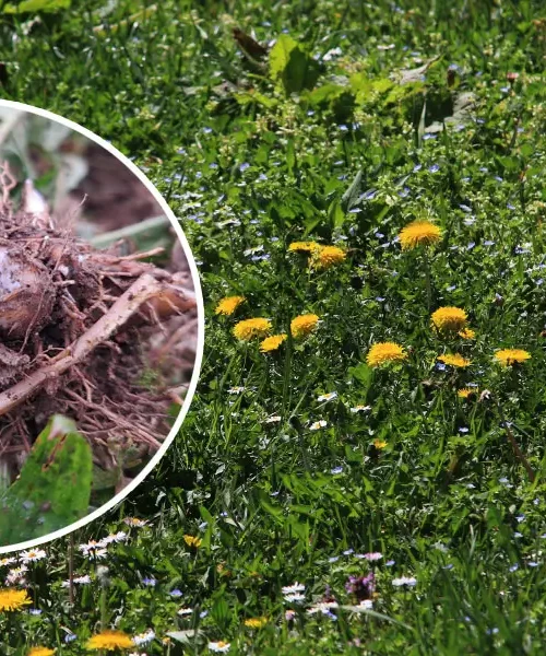 Korenina regrata je zdravilni zaklad izpod zemlje. 5 načinov, kako jo uporabite doma!