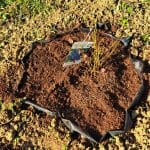 Sajenje ameriških borovnic