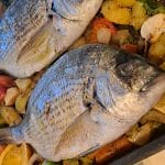 Riba Šarag (diplodus sargus)