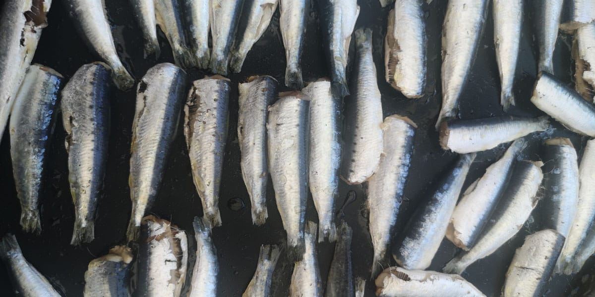 Sardele na plinskem žaru