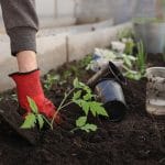 Spomladanska opravila na vrtu