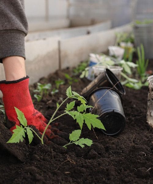 Prva spomladanska opravila na vrtu in kaj storiti za bujno rast?
