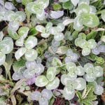 Štiriperesna deteljica