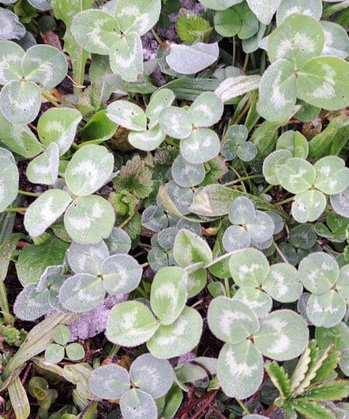 Čudež med travnimi rožicami… Kaj pomeni, če najdeš štiriperesno deteljico?