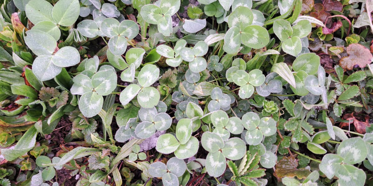 Štiriperesna deteljica