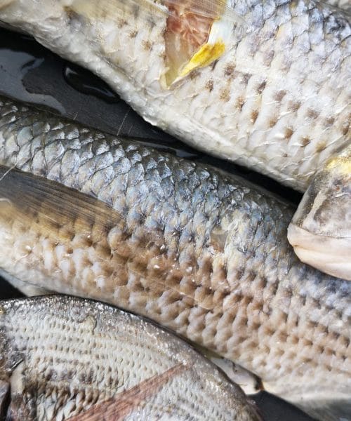 Je sveža riba mit ali resnica? In kako prepoznati sveže morske dobrote na tržnici ali v trgovini