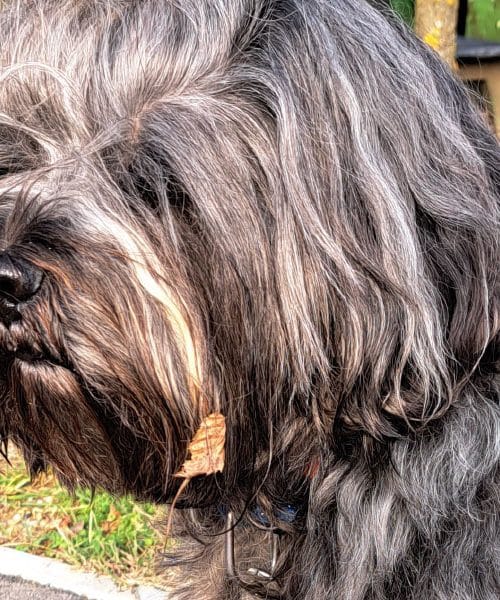 Pasja hrana – kaj je v njej in resnica, ki jo lastniki pogosto spregledajo