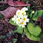 Trobentice za zdravje