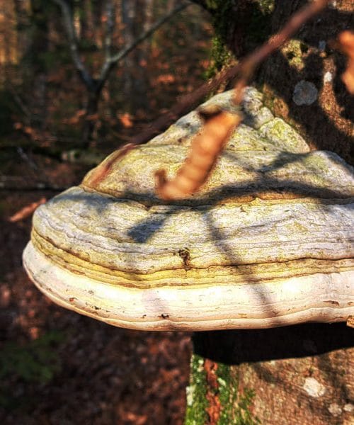 Velikonočna goba: star običaj, ki ga marsikdo pozna, a le redki razumejo njegov pravi pomen