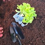 Solata na visoki gredi