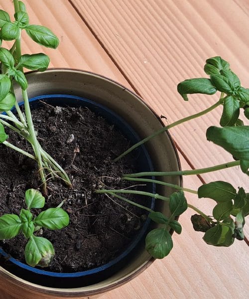 Najboljša rešitev, da rože med vašim dopustom ne uvenijo